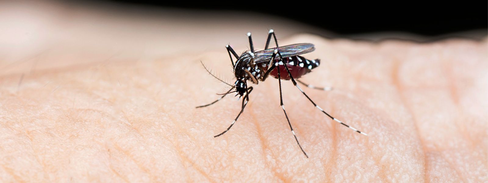 Reduction in the number of Dengue patients